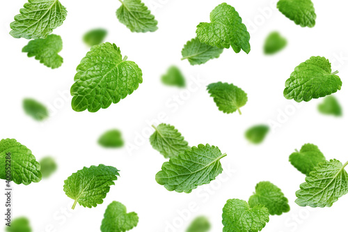 Quadro su tela Falling Melissa leaf, lemon balm isolated on white background, selective focus