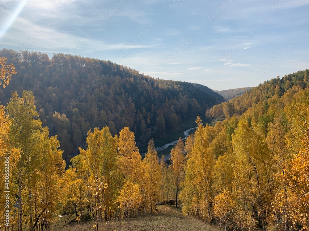 Naklejka premium Forest in autumn