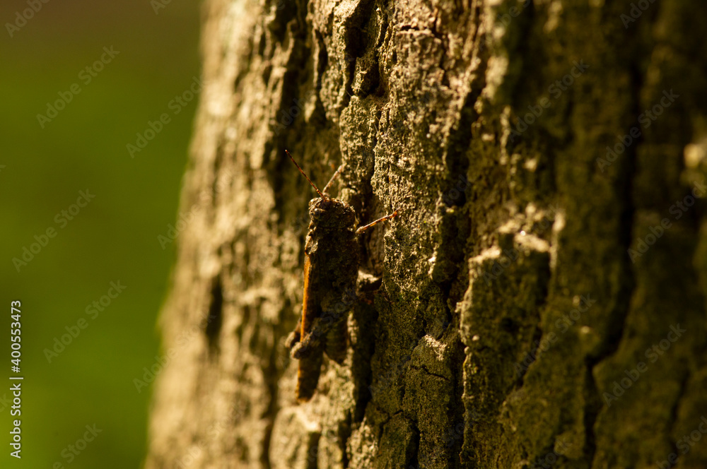 A dark gray grasshopper camouflages the tree bark, in shallow focus. A dark gray grasshopper camouflages the tree bark, in shallow focus.