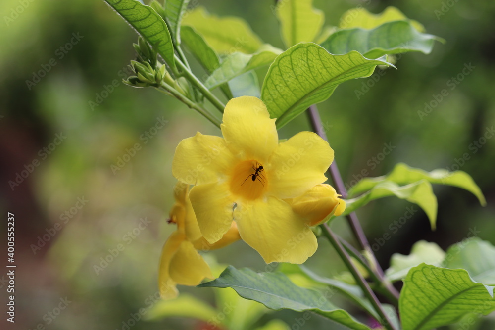 Flower with the natural process of fertility Flower with the natural process of fertility