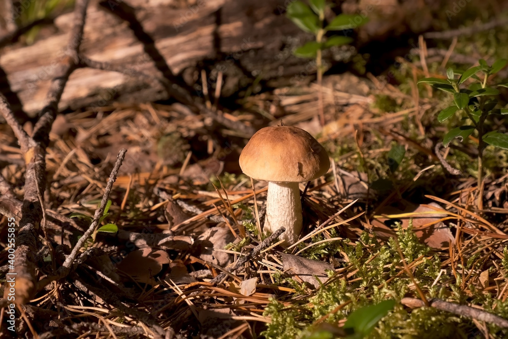 Large edible mushroom in forest in sun rays among green grass, closeup view. Mushroom grows in the wood on the nature. Natural vegetarian food ingredient from woodland. Large edible mushroom in forest in sun rays among green grass, closeup view. Mushroom grows in the wood on the nature. Natural vegetarian food ingredient from woodland.