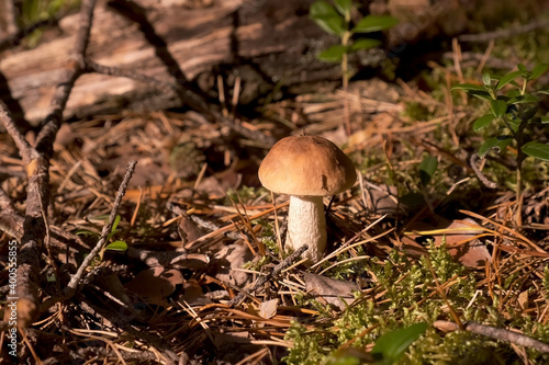 Large edible mushroom in forest in sun rays among green grass, closeup view. Mushroom grows in the wood on the nature. Natural vegetarian food ingredient from woodland.