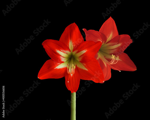 Close up beautiful large red flower of a hippeastrum of the amaryllis family on a black background with copy space for your text. 