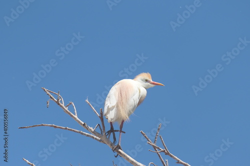 Kuhreiher (Bubulcus ibis), Altvogel im Brutkleid mit Nachkommen. Plettenberg Bay, Südafrika photo