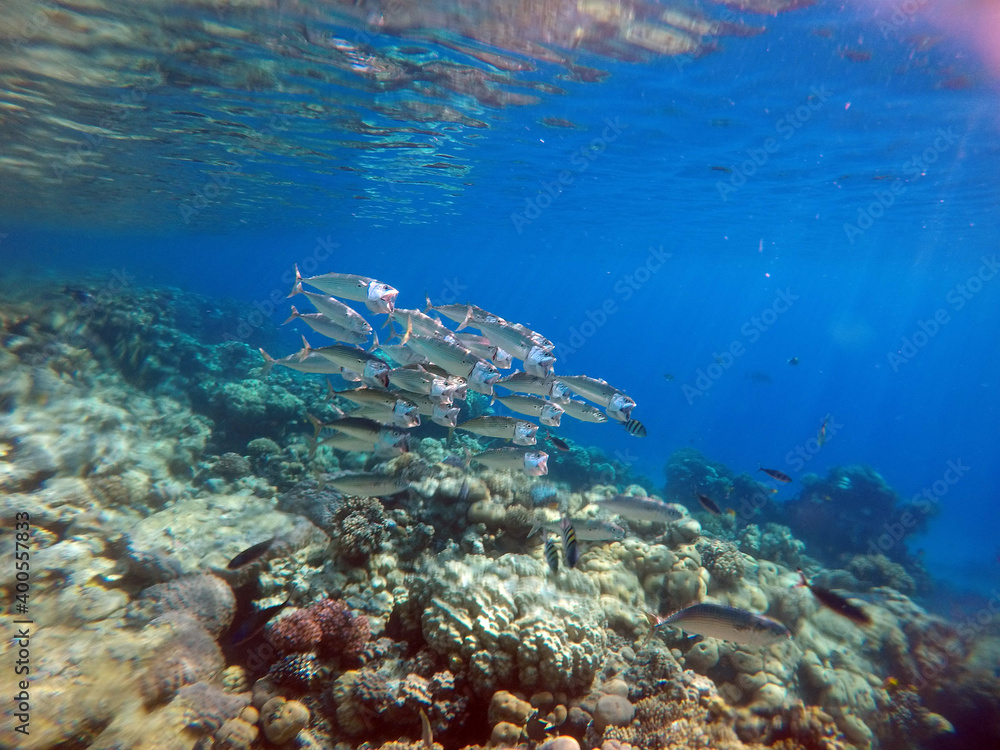 Fototapeta premium Tropical coral reef. Ecosystem and environment. Egypt. Near Sharm El Sheikh