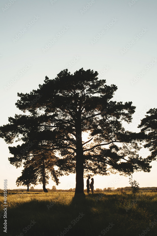 silhouette of a tree at sunset silhouette of a tree at sunset