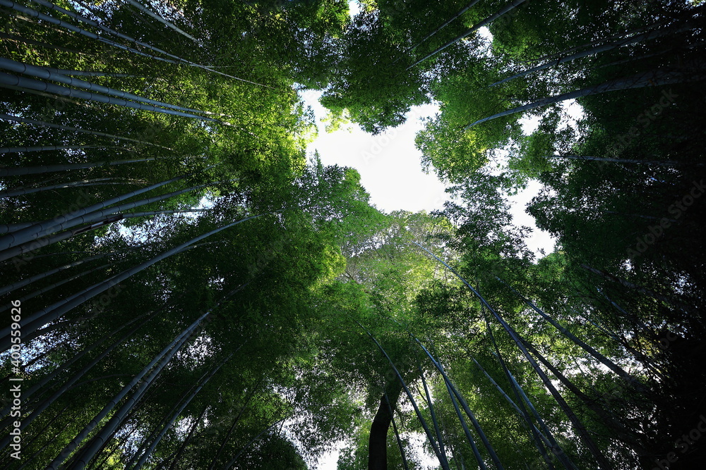 Fototapeta premium 竹林の小道 嵐山 京都 日本