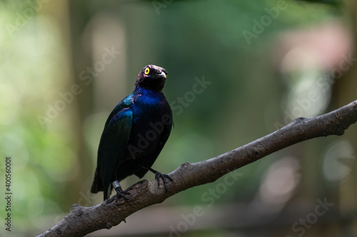 Purple glossy starling in a bird aviary