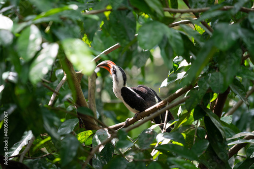 Male Von der Decken's hornbill on a tree branch in a bird park photo