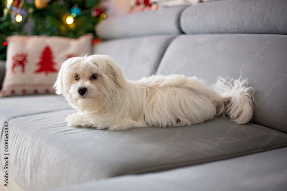 Little white maltese puppy dog on a couch on Christmas Little white maltese puppy dog on a couch on Christmas