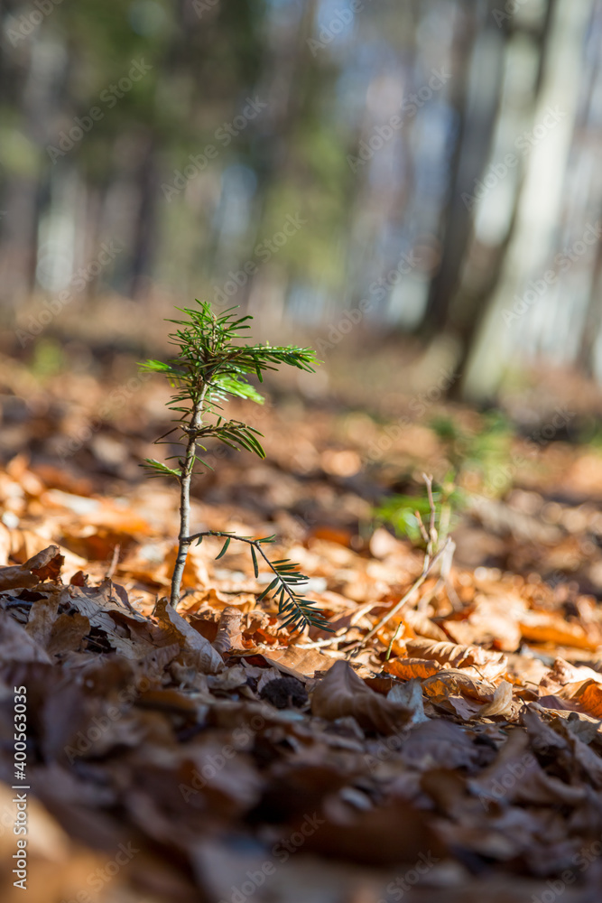 Lonely small pine tree in Austrian forest. Beautiful winter evening and cold frosty winter sunset. Selective focus. Close-up. Lonely small pine tree in Austrian forest. Beautiful winter evening and cold frosty winter sunset. Selective focus. Close-up.