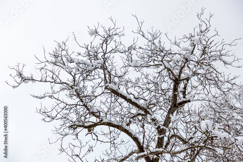 Close-up of tree branches covered with hoarfrost. Snowing.