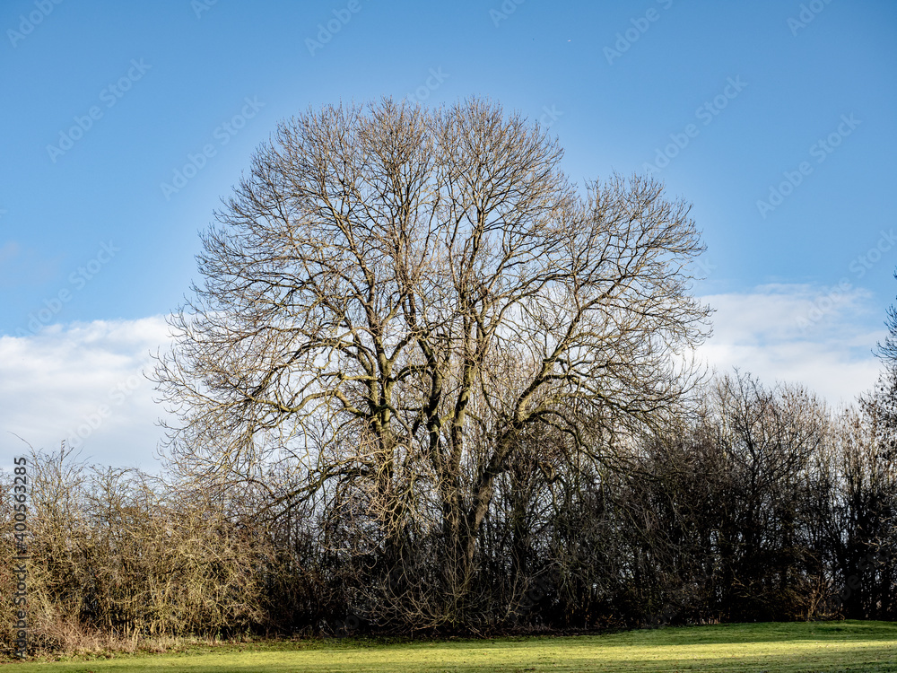 Obraz premium trees in the park