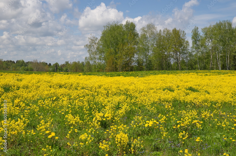 Landscape with a field of flowering rapeseed (Lat. Brassica napus) on a sunny spring day