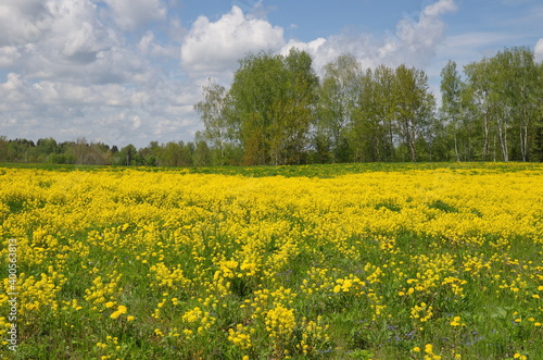 Landscape with a field of flowering rapeseed (Lat. Brassica napus) on a sunny spring day © koromelena