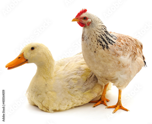 White duck and chicken. © voren1