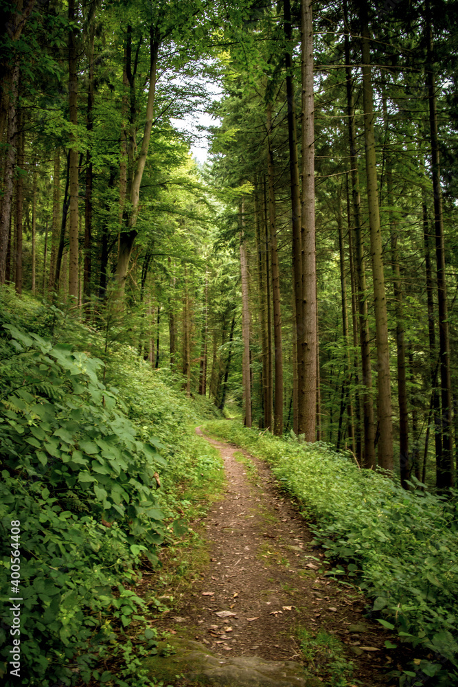 Obraz premium small forest path in a German low mountain range, the Odenwald in Hesse and Baden-Württemberg