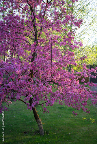 beautiful blooming pink tree with many flowers. Romance, harmony and beauty of nature. Hi spring. Complementary colors - pink and light green. spring landscape