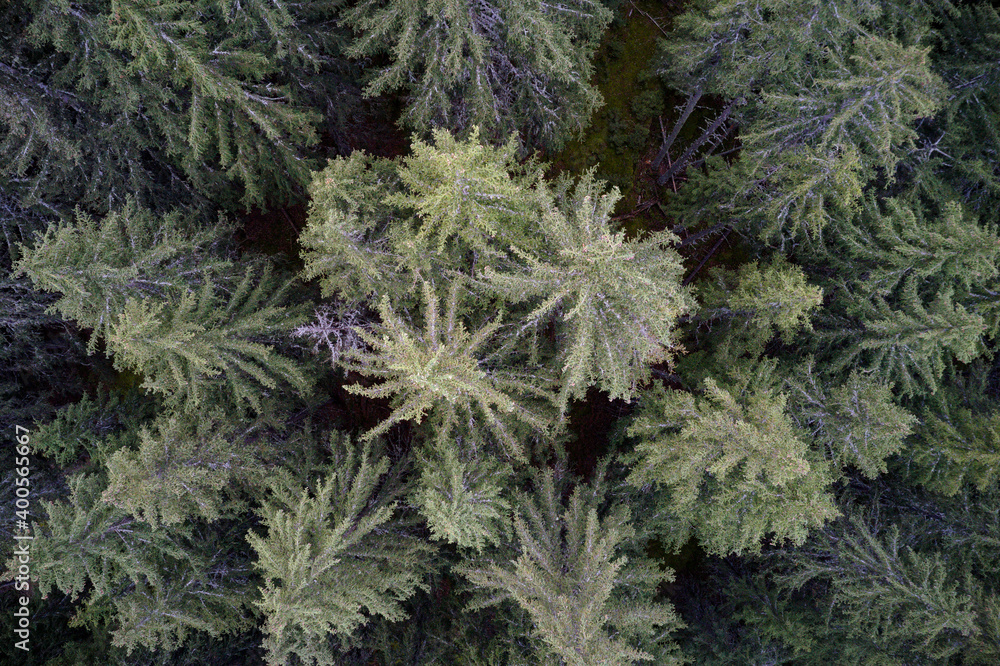 Aerial drone view of the canopy of large Pine trees