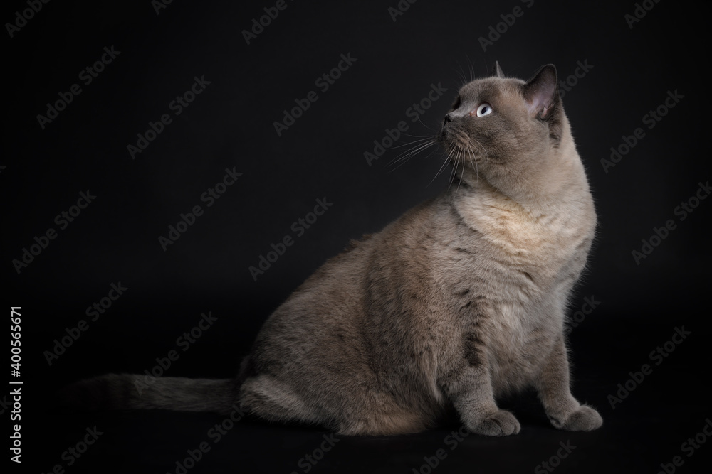 British Blue Shorthair colourpoint Cat sitting watching up