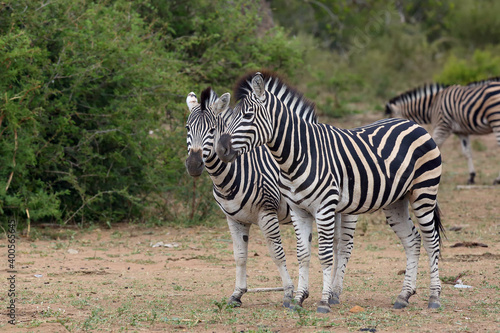 The plains zebra  Equus quagga  formerly Equus burchellii   also as the common zebra or Burchell s zebra herd in thorny bush.
