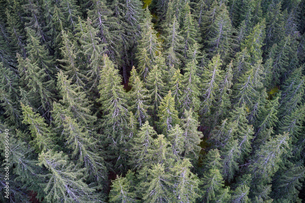 Fototapeta premium Aerial drone view of a mountainous old Pine tree forest landscape.