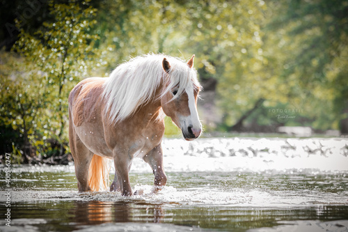 Obraz na plátně Haflinger im Wasser