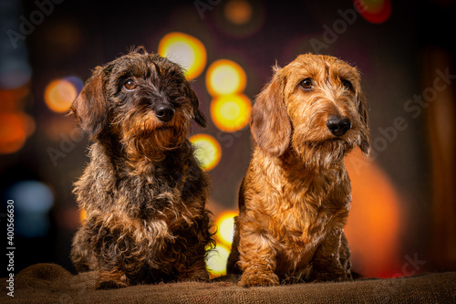 Two wire-haired dachshund dogs sitting in nightlife setting looking to the right