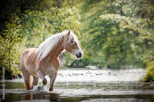 Fotografie Haflinger im Wasser
