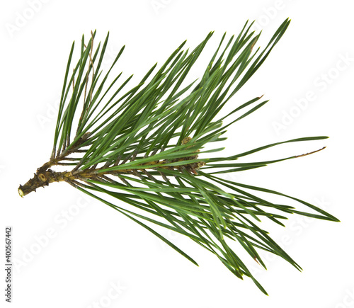 Branch of a Christmas tree, pine isolated on a white.