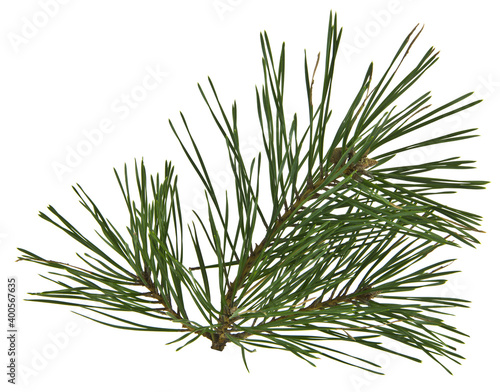 Branch of a Christmas tree  pine isolated on a white.