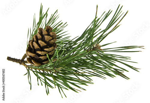 Branch of a Christmas tree, pine with a pine cone isolated on a white.