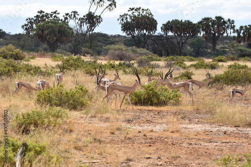 View of Samburu National Reserve  Kenya