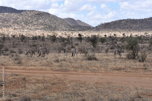 View of Samburu National Reserve, Kenya