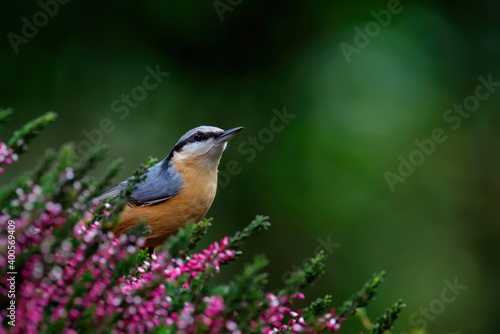 The Eurasian nuthatch or wood nuthatch (Sitta europaea) sitting in the forest in the Netherlands with a nice background