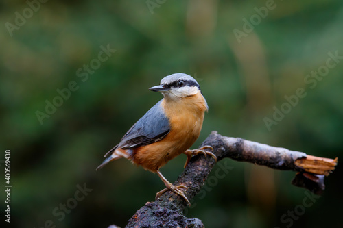 The Eurasian nuthatch or wood nuthatch (Sitta europaea) sitting in the forest in the Netherlands with a nice background