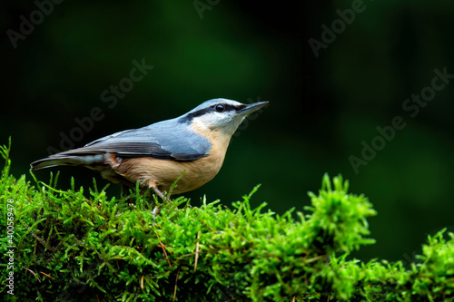 The Eurasian nuthatch or wood nuthatch (Sitta europaea) sitting in the forest in the Netherlands with a nice background