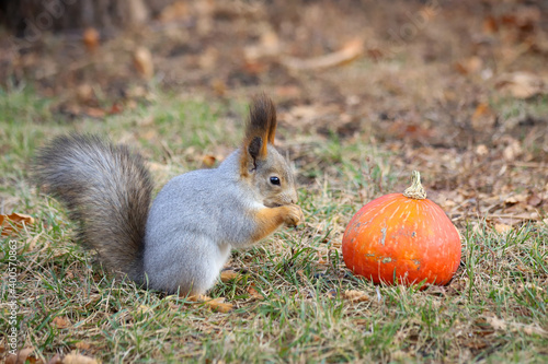 An Eurasian red squirrel - Sciurus vulgaris - in seasonal shedding from red summer coat to gray winter coat and a small orange pumpkin