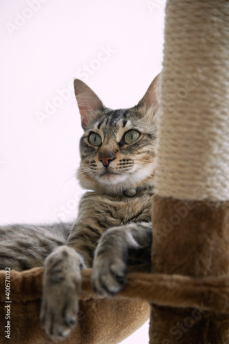 Closeup portrait of a tabby striped Arabian Mau breed cat lying on his cat pole looking away from camera on a white background. Paws hanging down.