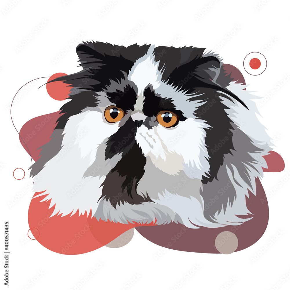 Fototapeta premium Persian cat vector illustration on a colored background. Persian portrait of a black and white cat.