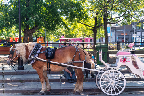 Horse with a carriage for giving city tours in Old Montreal, Canada © TOimages