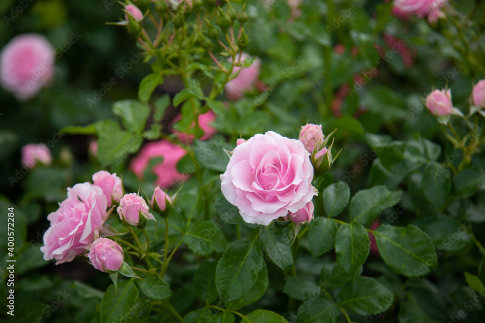 pink roses in garden