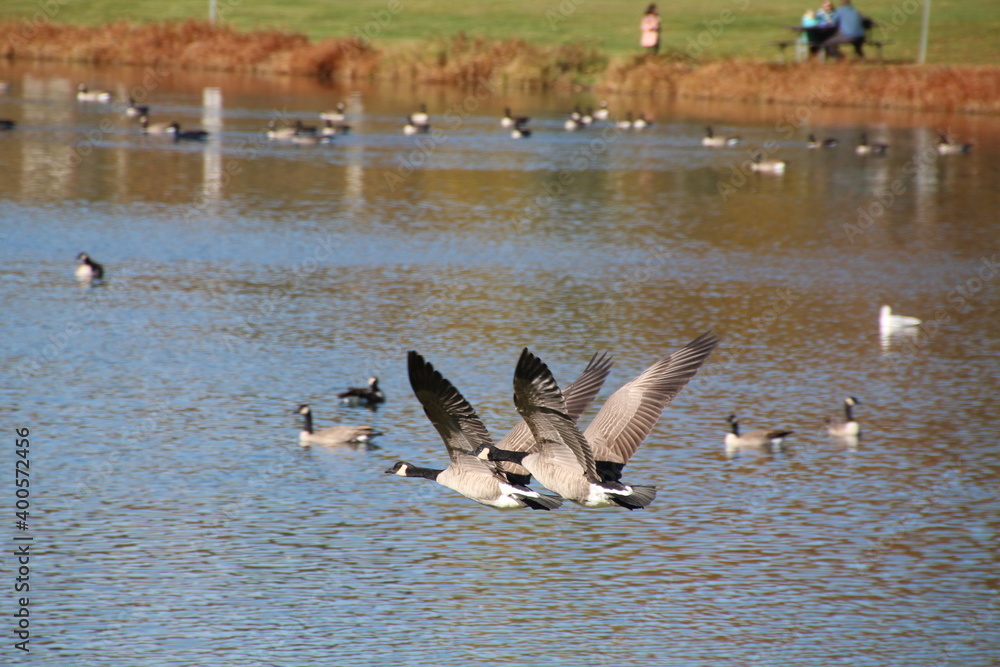 Geese Flying Over The Lake, William Hawrelak Park, Edmonton, Alberta Geese Flying Over The Lake, William Hawrelak Park, Edmonton, Alberta