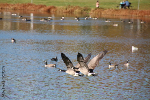 Geese Flying Over The Lake, William Hawrelak Park, Edmonton, Alberta