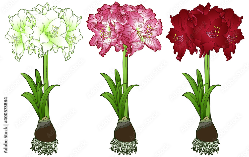 Vector illustration. Hand drawing amaryllis. Amaryllis or hippeastrum with bulb and roots. Botanical illustration. Red, white and pink flowers. Vector illustration. Hand drawing amaryllis. Amaryllis or hippeastrum with bulb and roots. Botanical illustration. Red, white and pink flowers.