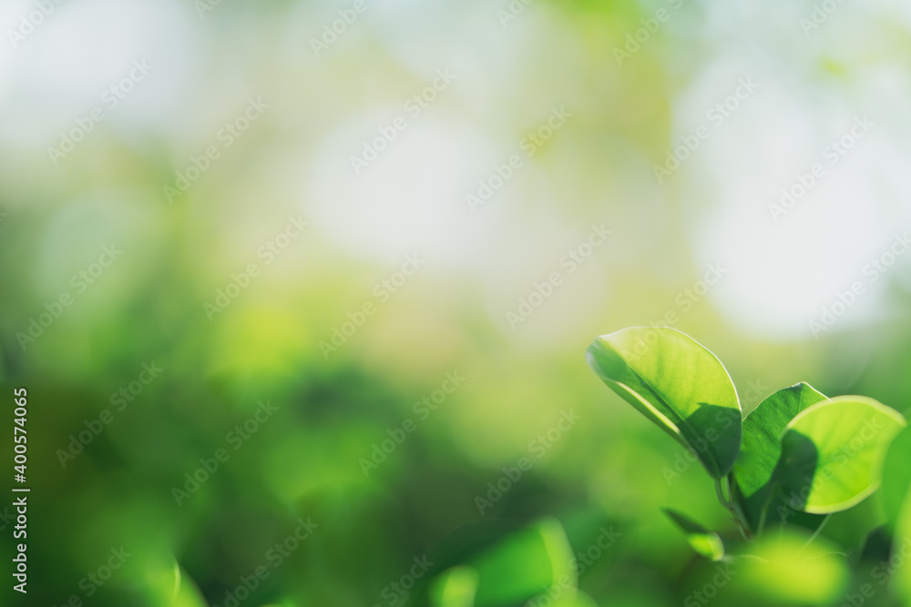 Closeup beautiful view of nature green leaf on greenery blurred background with sunlight and copy space. It is use for natural ecology summer background and fresh wallpaper concept. Closeup beautiful view of nature green leaf on greenery blurred background with sunlight and copy space. It is use for natural ecology summer background and fresh wallpaper concept.