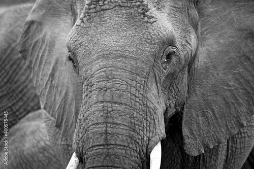 Close-up of an African Elephant (Loxodonta africana). Kruger Park, South Africa