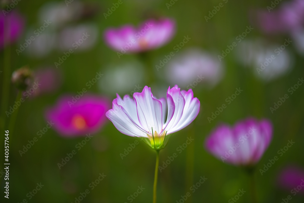 Beautiful natural colorful flowers in the garden,select focus. Beautiful natural colorful flowers in the garden,select focus.