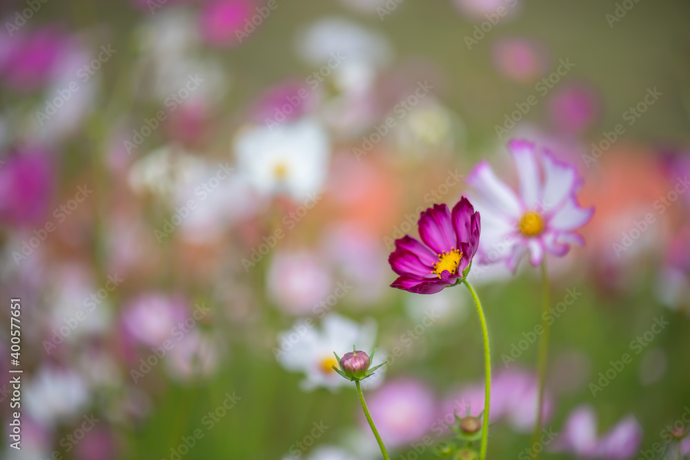 Beautiful natural colorful flowers in the garden,select focus. Beautiful natural colorful flowers in the garden,select focus.