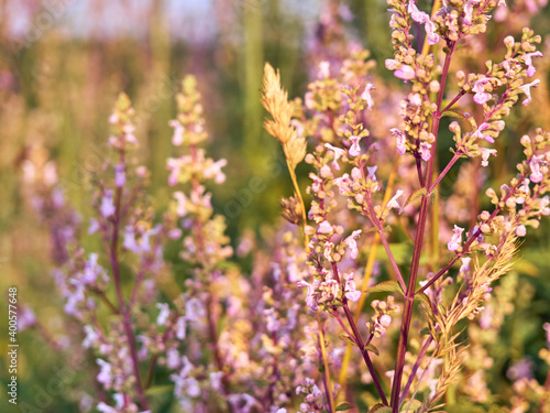 A summer meadow with beautyful flowers. © Kulbabka